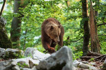 A bear turning over stones with its paw in search of food