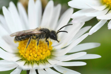 Detailed closeup on a small male Red-bellied minder mining bee, Andrena ventralis sitting on a white Common daisy flower