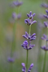 lavender flowers close up
