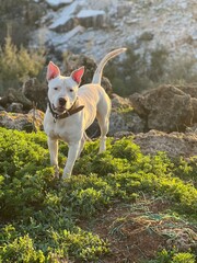 jack russell terrier