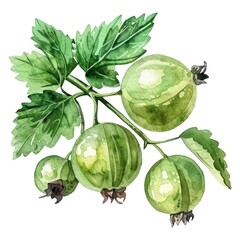A watercolor painting showcasing a sprig of gooseberries