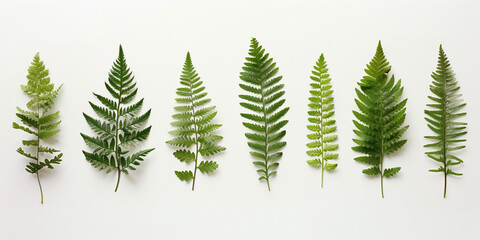 An array of different species of fern leaves presented in a straight line emphasizing the diversity of plant life