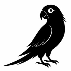 Obraz premium Parakeet sillhouette vector illustration