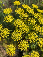Fototapeta premium False Fennel (Ridolfia segetum)