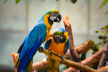 Two Blue & Gold Macaws Preening
