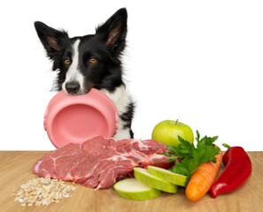 A hungry black and white border collie with a pink bowl in his teeth sits near the table with food...