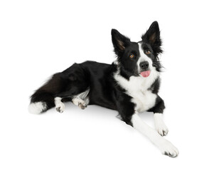 Isolated Black and white border collie on a white background lies and shows his tongue on a white...