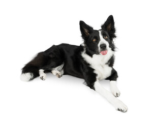 Isolated Black and white border collie on a white background lies and shows his tongue on a white background. Isolated dog