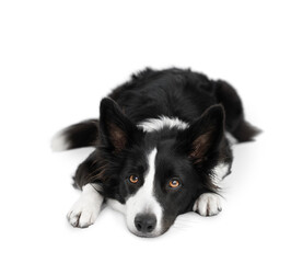 An isolated sad black and white border collie has his head on the floor and looks up pitifully. Isolated dog