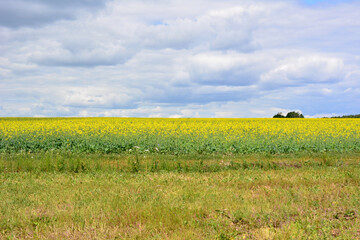 a rapeseed oil field of yellow flowers copy space