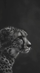 Obraz premium Cheetah, animal background in high resolution image