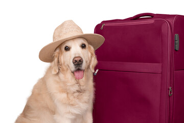 Isolated happy golden retriever in a sunglass sits next to a red suitcase and is ready to go on vacation. Travel with dog.