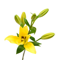 Yellow Lily flower isolated on a white background