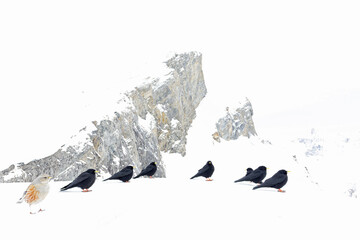 Alpine chough together with alpine accentor photographed with wide angle lens in the mountains.
