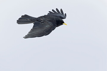 Alpine chough (Pyrrhocorax graculus) in flight in the mountains.