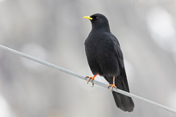 Alpine chough (Pyrrhocorax graculus) perched in the mountains.