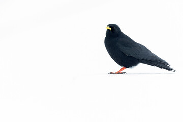 Alpine chough (Pyrrhocorax graculus) in snow.