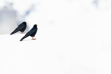Alpine chough (Pyrrhocorax graculus) in snow.