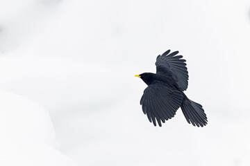 Alpine chough (Pyrrhocorax graculus) in flight in the mountains.