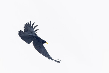 Alpine chough (Pyrrhocorax graculus) in flight in the mountains.