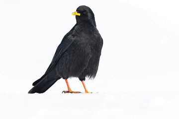 Obraz premium Alpine chough (Pyrrhocorax graculus) in snow.