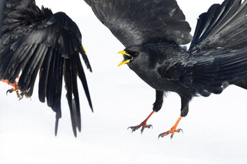Alpine chough (Pyrrhocorax graculus) fighting in flight.