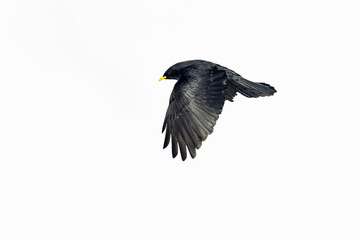Alpine chough (Pyrrhocorax graculus) in flight in the mountains.