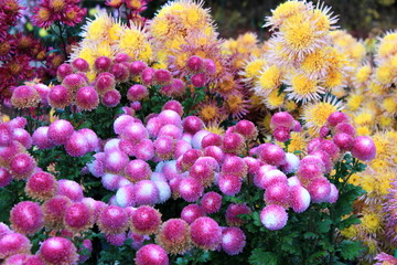 Beautiful blooming chrysanthemums after the rain in the autumn park