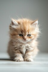 A grumpy ginger kitten seems to squint at the world