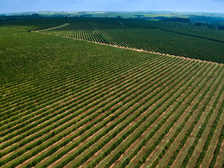 Aerial drone view of a green coffee field in Brazil