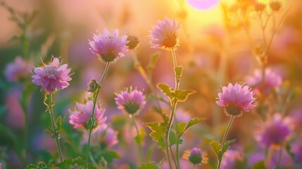 Field of Purple Flowers Under Sunlight