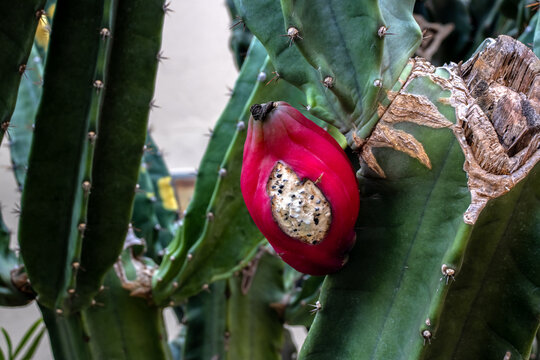 mandacaru cactus (Cereus jamacaru), with red fruit open in Brazil