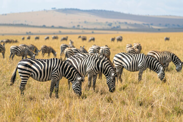 Fototapeta na wymiar A dazzle of zebras grazes peacefully on the golden plains of the Serengeti.