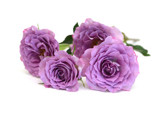 Bunch of rosy roses isolated on white