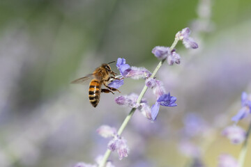 L'abeille butine
