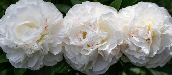 Three gorgeous white peonies in the garden closeup, floral banner