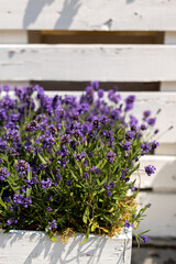 Purple lavender flowers in blossom on plants in rustic white wooden pots outdoors. City terrace in spring, balcony plants