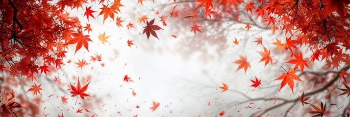 Panoramic border, header of footer with a vibrant Autumn maple leaves, red and white background