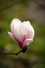 A single magnolia blossom in soft light against a blurred background.