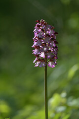 Orchidea Selvatica
