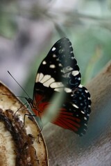 butterfly on a leaf