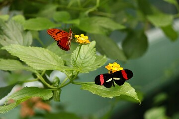 butterfly on flower