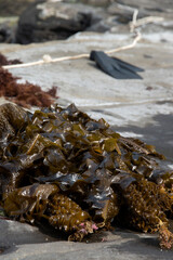 View of the sea mustard on the rock