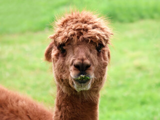 Portrait of brown alpaca. Beautiful animal in close-up in front of a grass background.