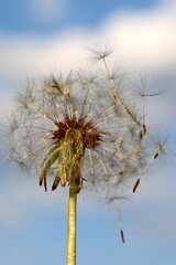 dandelion against a background of blue sky with white clouds