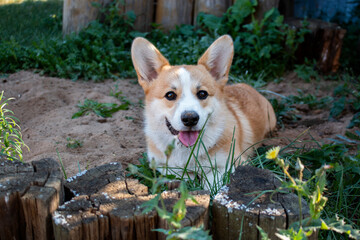 Funny Pets, Fun Baby Corgi.