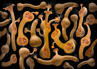 Cucurbita Cantharellus