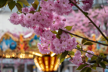 A pink tree with pink flowers is in front of a carousel