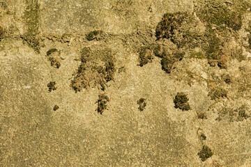 Close-up of concrete wall overgrown with moss and covered with dirt, background, texture.