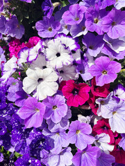 Multiple petunias taking up the entire photo. Flowers with shades from white to purple